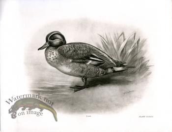 Bird 18   TEAL  MALE